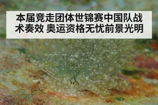 本届竞走团体世锦赛中国队战术奏效 奥运资格无忧前景光明